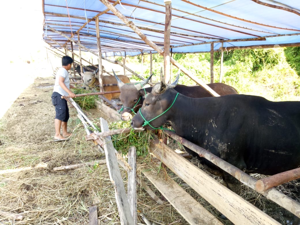 KINERJA POSITIF: BPS Kaltara mencatat Nilai Tukar Peternakan mengalami kenaikan didorong membaiknya harga komoditas di tingkat peternak. (HRK)