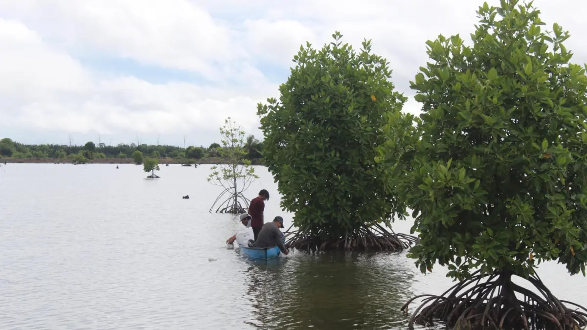 ILUSTRASI: Program pembangunan rendah karbon berbasis masyarakat menyasar ekosistem mangrove seluas 181.000 hektare di seluruh wilayah Kaltara.&nbsp; (HRK)