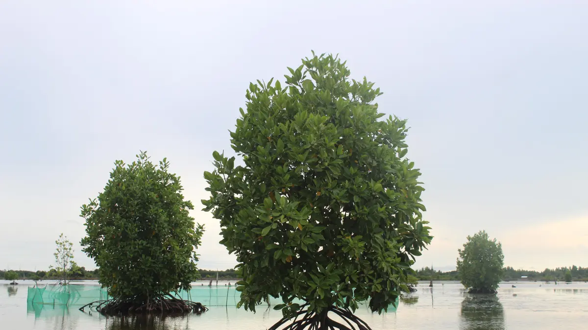BERBASIS LINGKUNGAN: Pelaksanaan proyek Enggang Kaltara Project sebagai program unggulan masih dimatangkan Pemprov Kaltara. (HRK)