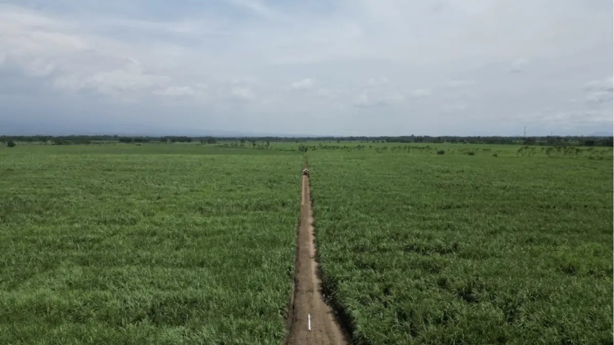 Ilustrasi kebun tebuh. (IST)