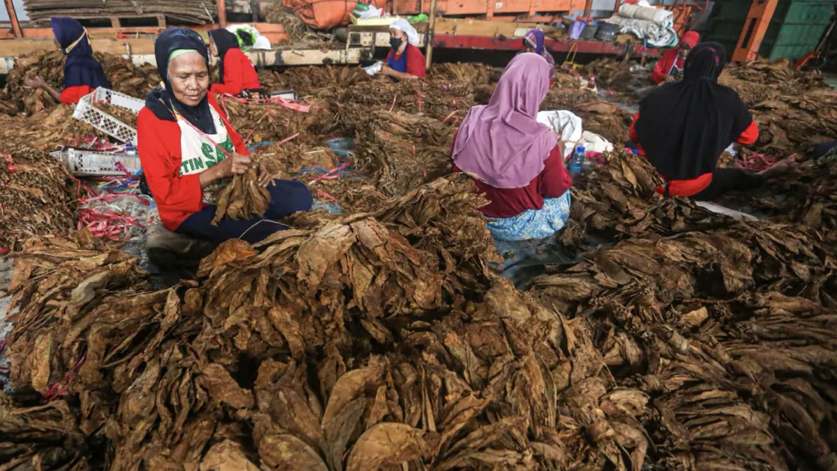 Pekerja melakukan penyortiran daun tembakau di Gudang Tembakau Empatlima, Kabupaten Klaten, Jawa Tengah.