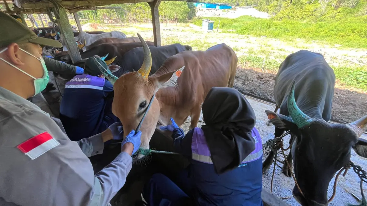UJI SAMPLING: Petugas BKHIT Kaltara lakukan uji sampling di tempat penjualan sapi di Pasir Putih, Sabtu (18/4). (SEPTIAN ASMADI/HRK)