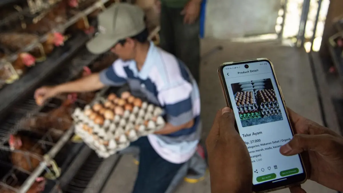 AKURAT: Peternak melihat harga telur ayam memanfaatkan aplikasi Superplatform Desa Cibiru Wetan di Peternakan Desa Ulung Jaya. (NOVRIAN ARBI)