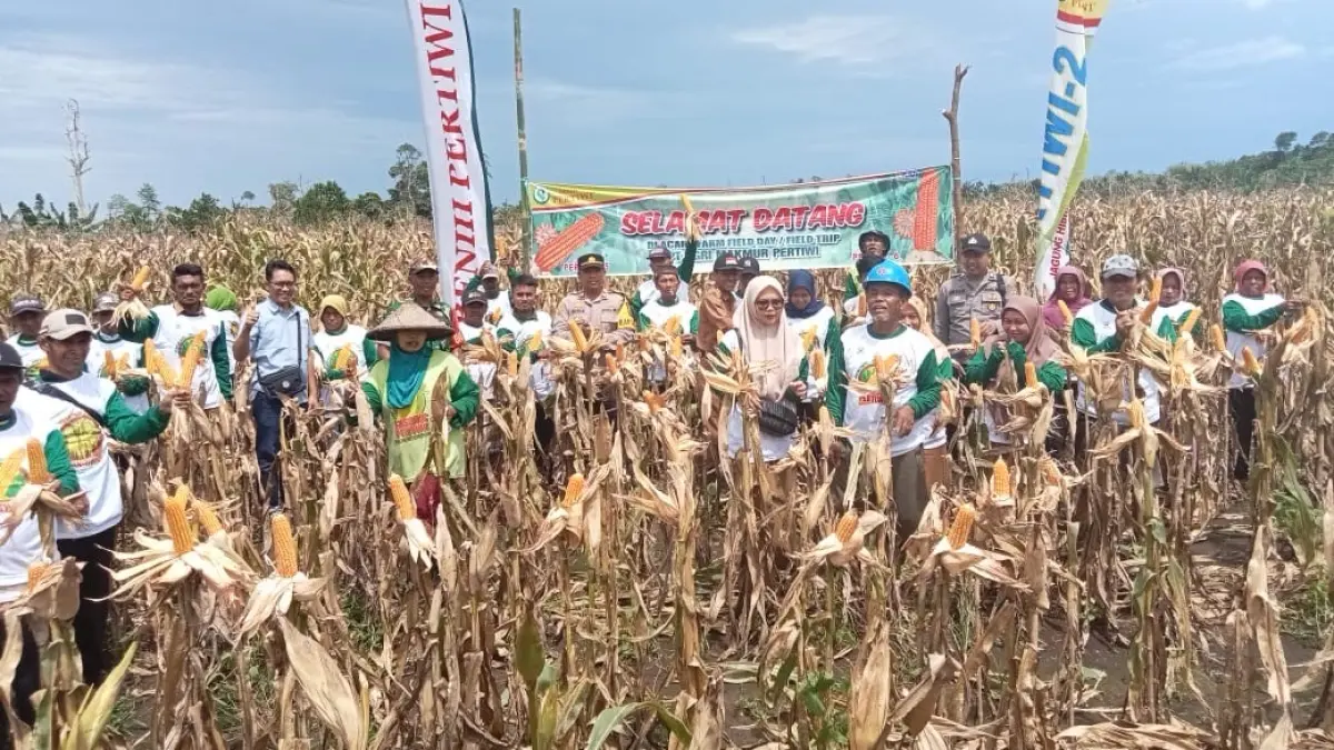 ILUSTRASI: Bantuan benih jagung hibrida akan disalurkan untuk lahan seluas 1.569 hektare di lebih dari 40 kampung di Kabupaten Berau. (IZZA/BP)