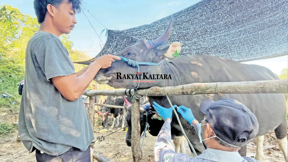 KETERBATASAN FASILITAS: Balai Karantina Hewan, Ikan, dan Tumbuhan Kaltara mendorong pembangunan Instalasi Karantina Hewan terpadu di tiga wilayah strategis. (SEPTIAN ASMADI/HRK)