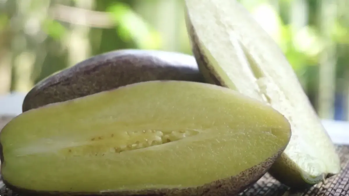 Manfaat Luar Biasa Buah Pepino, Si “Timun Manis” yang Kaya Nutrisi dan Jarang Diketahui (foto tangkapan layar YouTube Kunci Sehat)