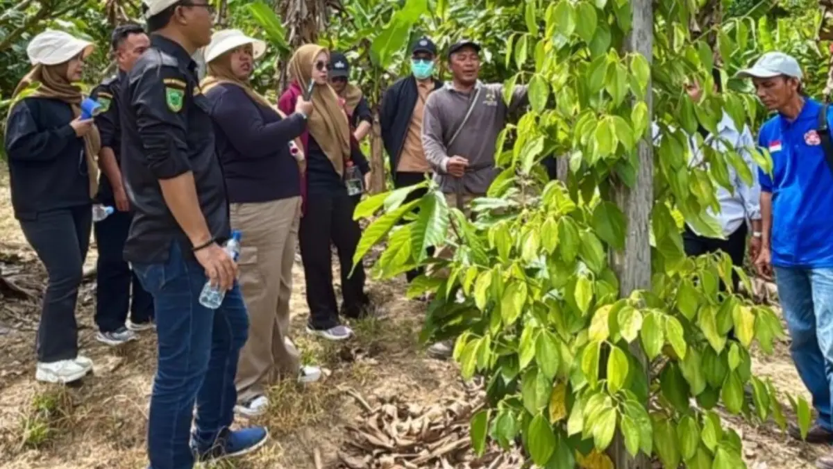 PELATIHAN KAKAO: Karang Taruna Tanjung Redeb mendapat pelatihan budidaya kakao di Kebun Percontohan Samburakat dampingan PT Berau Coal, Kamis (7/5). (PT BERAU COAL UNTUK BERAU POST)