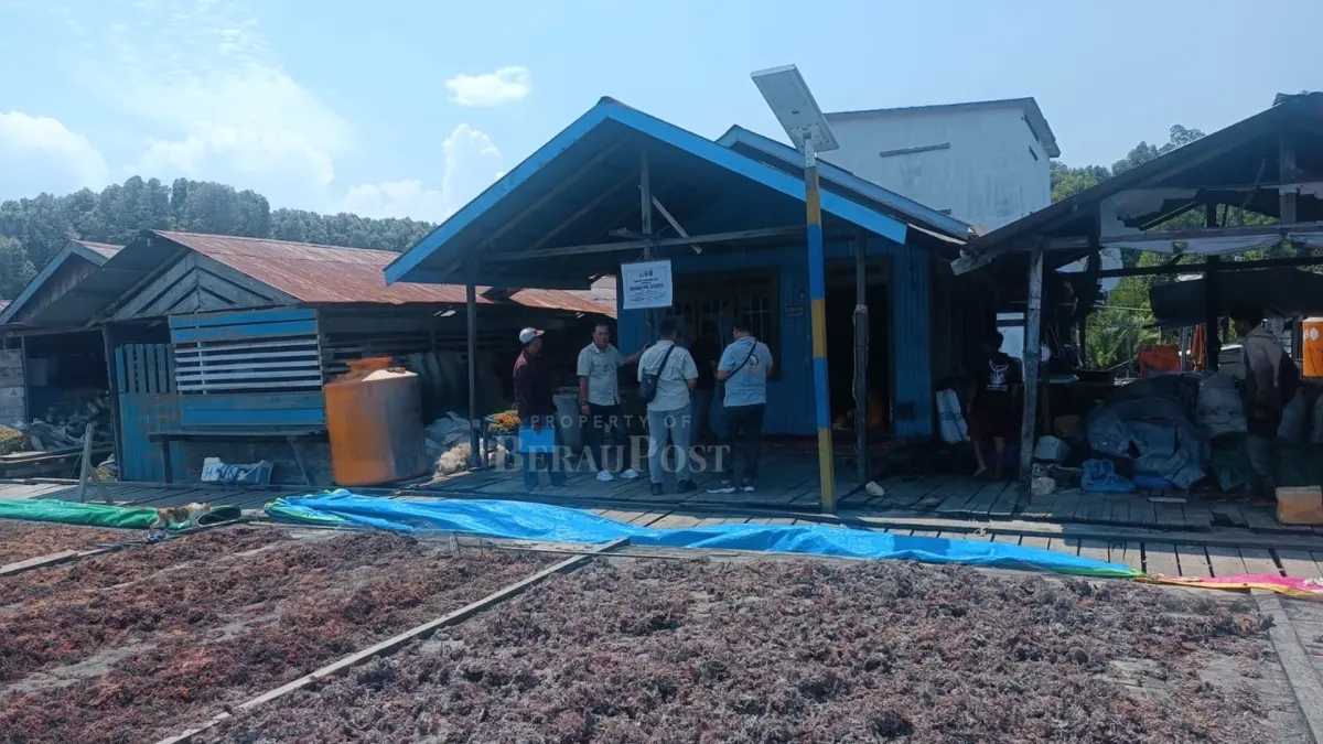 ILUSTRASI: Budidaya rumput laut di Kampung Karangan, Biatan, berkembang pesat dan mulai menembus pasar ekspor ke Tiongkok dan Hongkong. (BERAU POST)