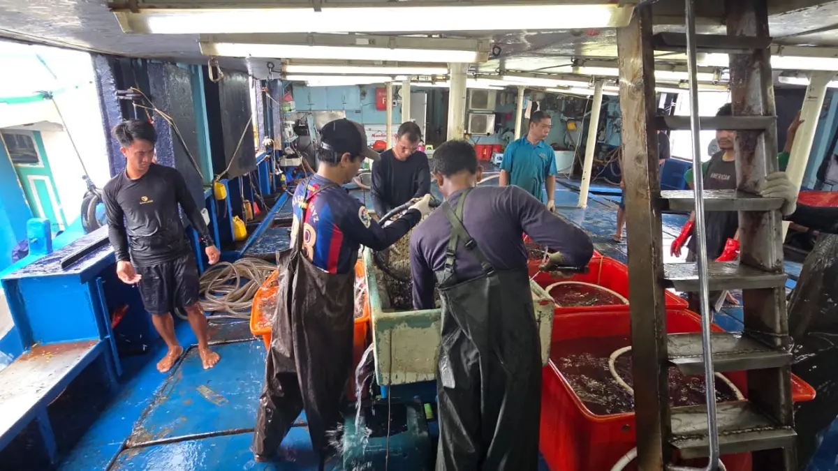 DIDUKUNG NELAYAN MARATUA: Perdagangan ikan kerapu sebagai komoditas ekspor, melalui jalur laut dengan dijemput sebuah kapal dari Hongkong mendapat respons positif. (SENO/BP)