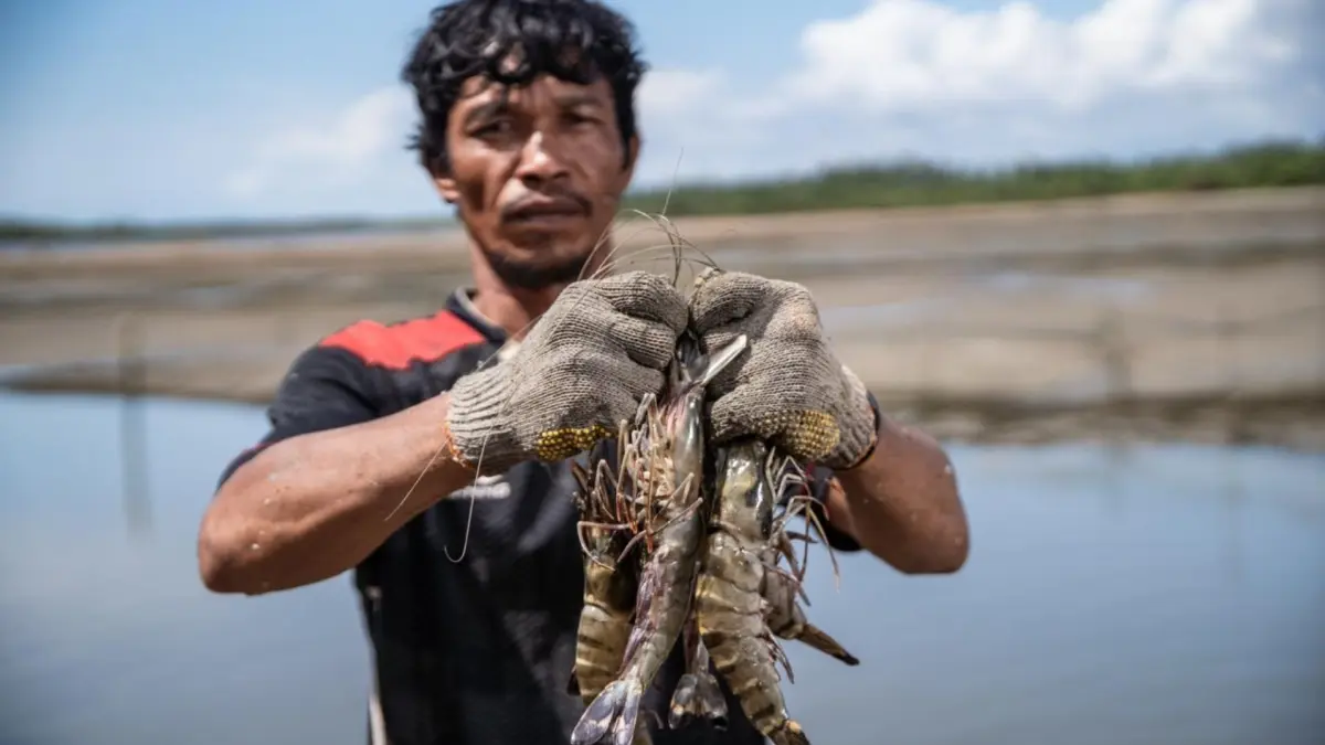 REVITALISASI: Program investasi perdana Biru Fund yang digagas Yayasan Konservasi Alam Nusantara mulai direalisasikan melalui pengembangan kembali fasilitas pembenihan udang windu di SMK 3 Tanjung Batu. (SENO/BP)