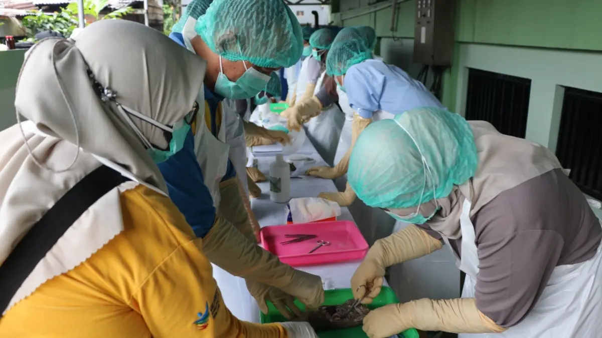 UJI SAMPEL: Tim Dinkes Tarakan melakukan uji sampel tikus di rumah warga. (DINKES TARAKAN UNTUK HRK)