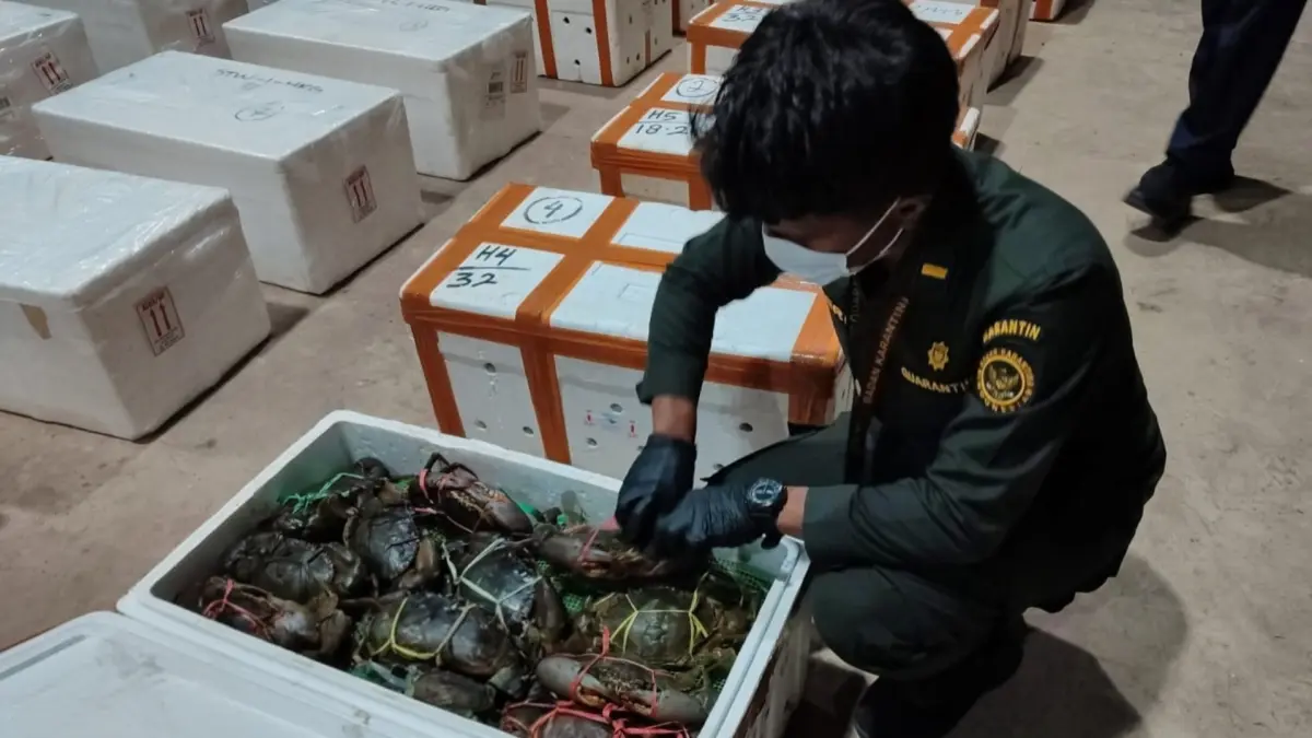 PEMERIKSAAN: Petugas Badan Karantina Kaltara melakukan pemeriksaan fisik dan klinis sebelum kepiting bakau di ekspor melalui bandara. (BADAN KARANTINA KALTARA UNTUK HRK)