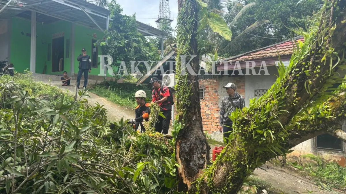 POHON TUMBANG: Petugas BPBD Tarakan menebang pohon yang sudah menimpa rumah warga, Minggu (24/5). (SEPTIAN ASMADI/HRK)