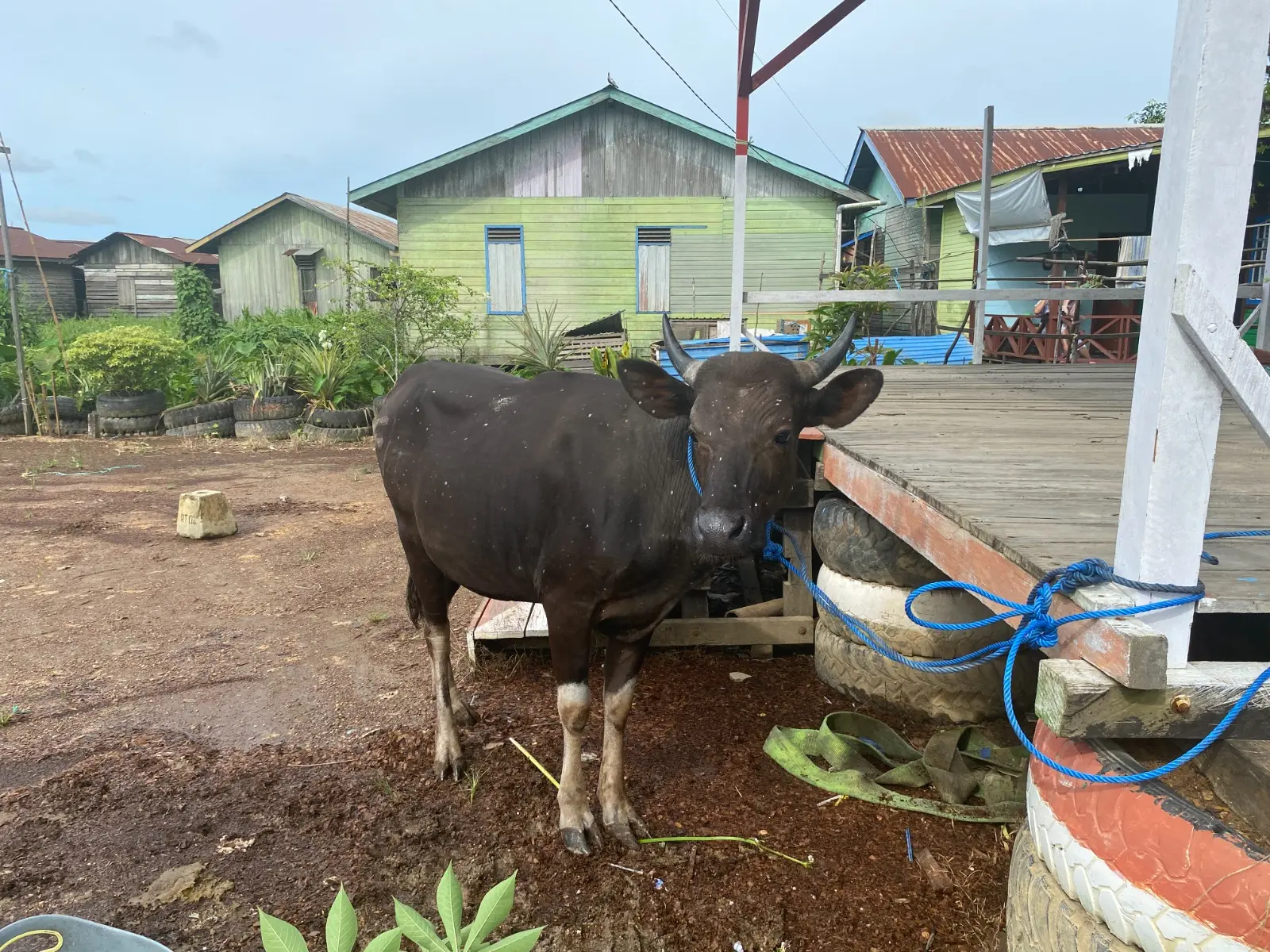 (PLN IP UBP BERAU)