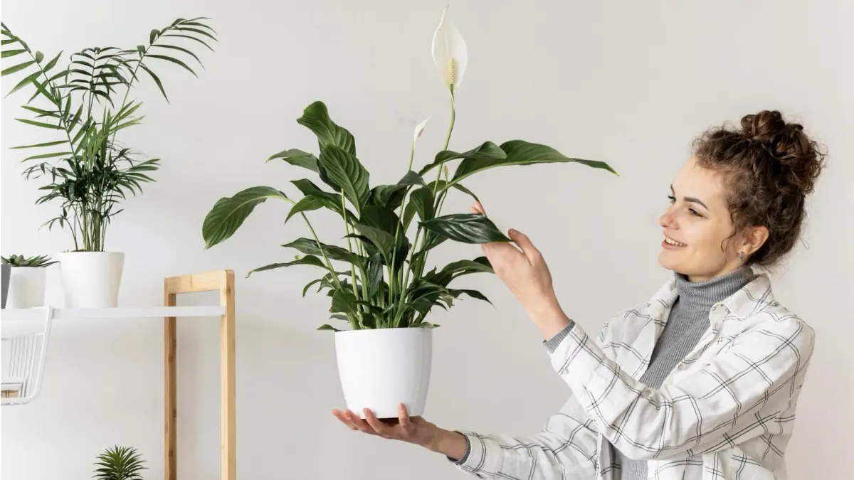 Ilustrasi tanaman peace lily. (Magnific)