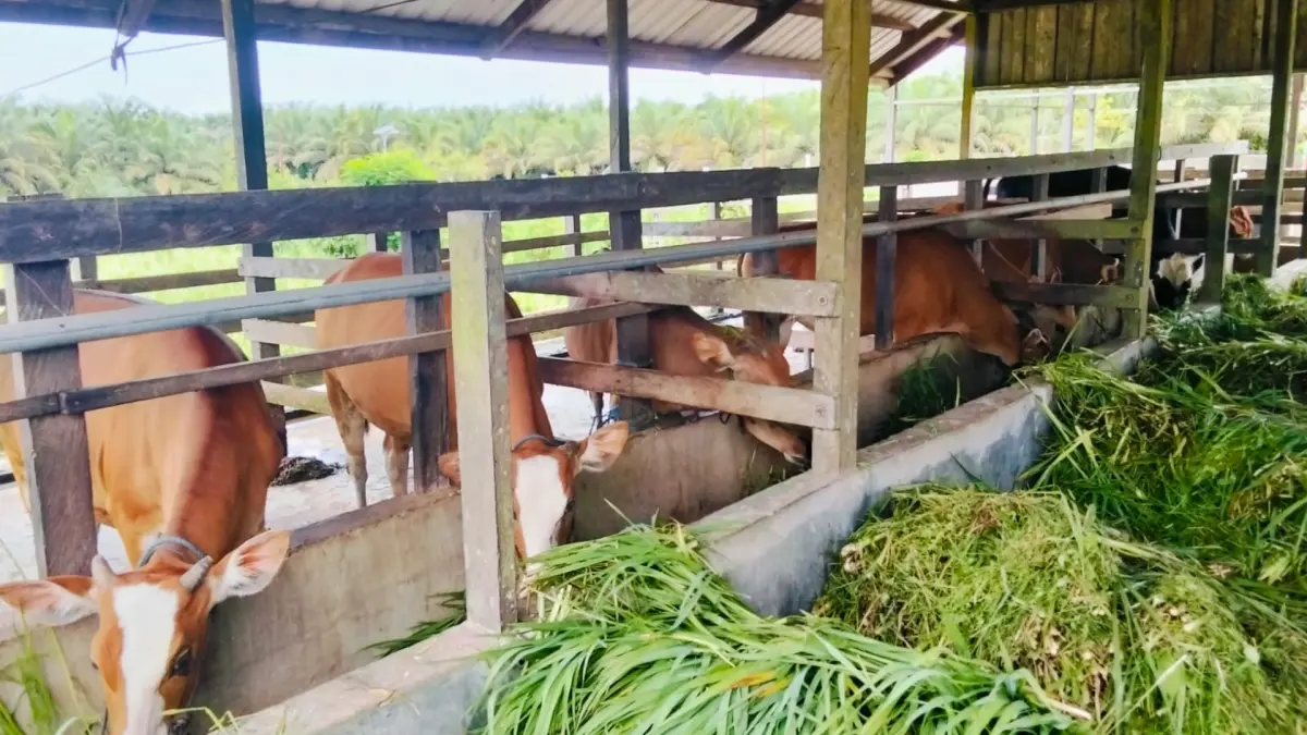 ILUSTRASI: UPTD PTHPT Labanan mulai mengembangkan BioGrass Agrinak sebagai hijauan pakan ternak unggul, meski bibitnya masih terbatas. (DTPHP UNTUK BERAU POST)