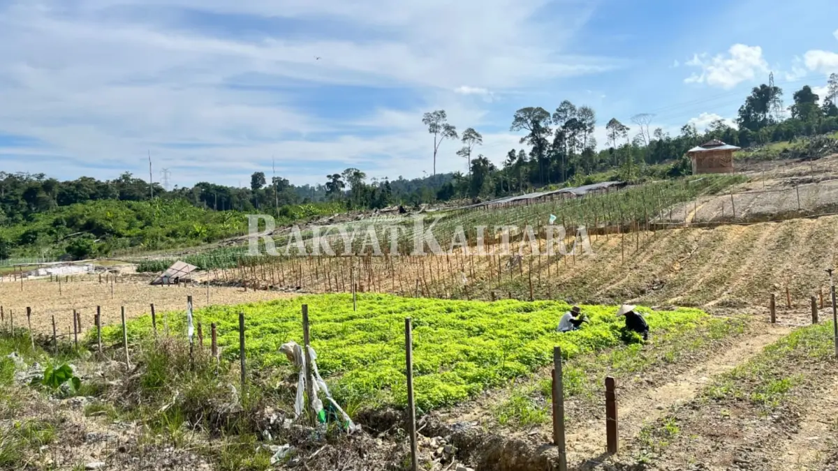 PERTANIAN: Peningkatan NTP mencerminkan kondisi ekonomi petani yang relatif lebih baik dibandingkan bulan sebelumnya.&nbsp;(FAISAL/HRK)