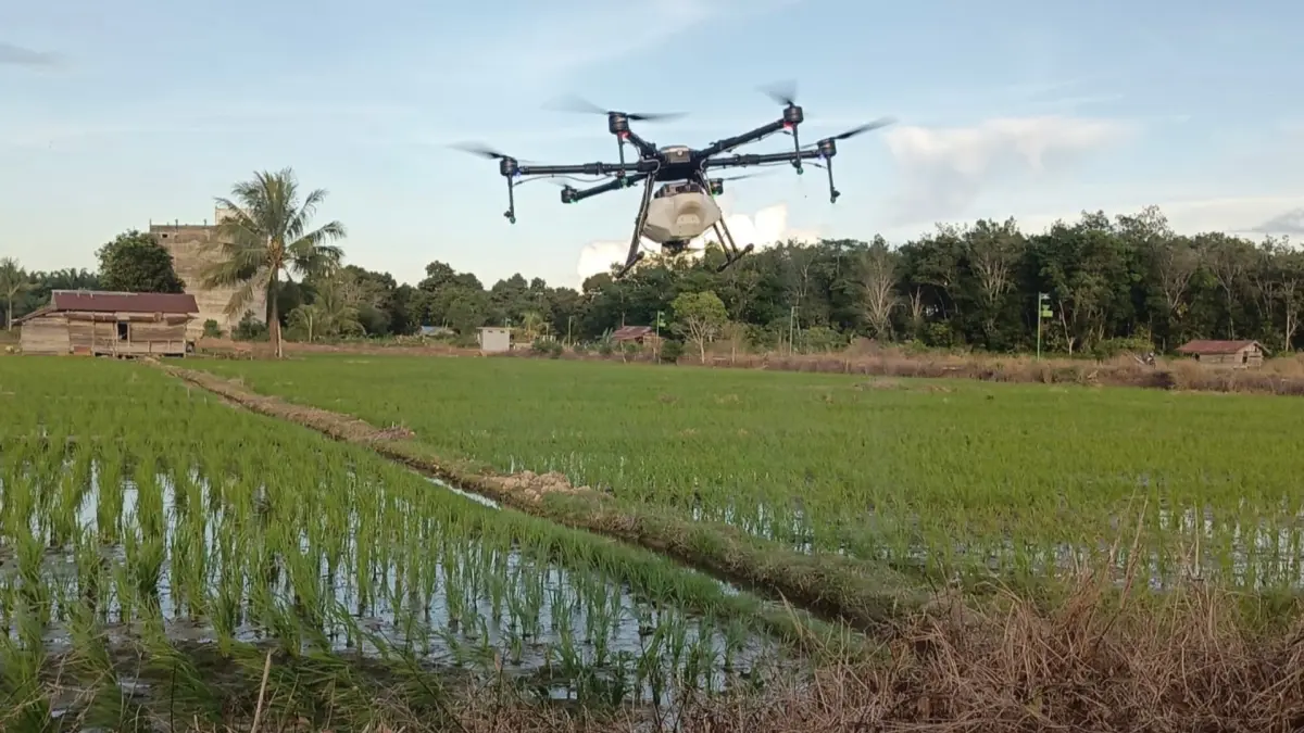 PENANGANAN: DTPHP Berau melaksanakan penanganan hama yang menyerang persawahan di sejumlah wilayah di Berau. (SENO/BP)