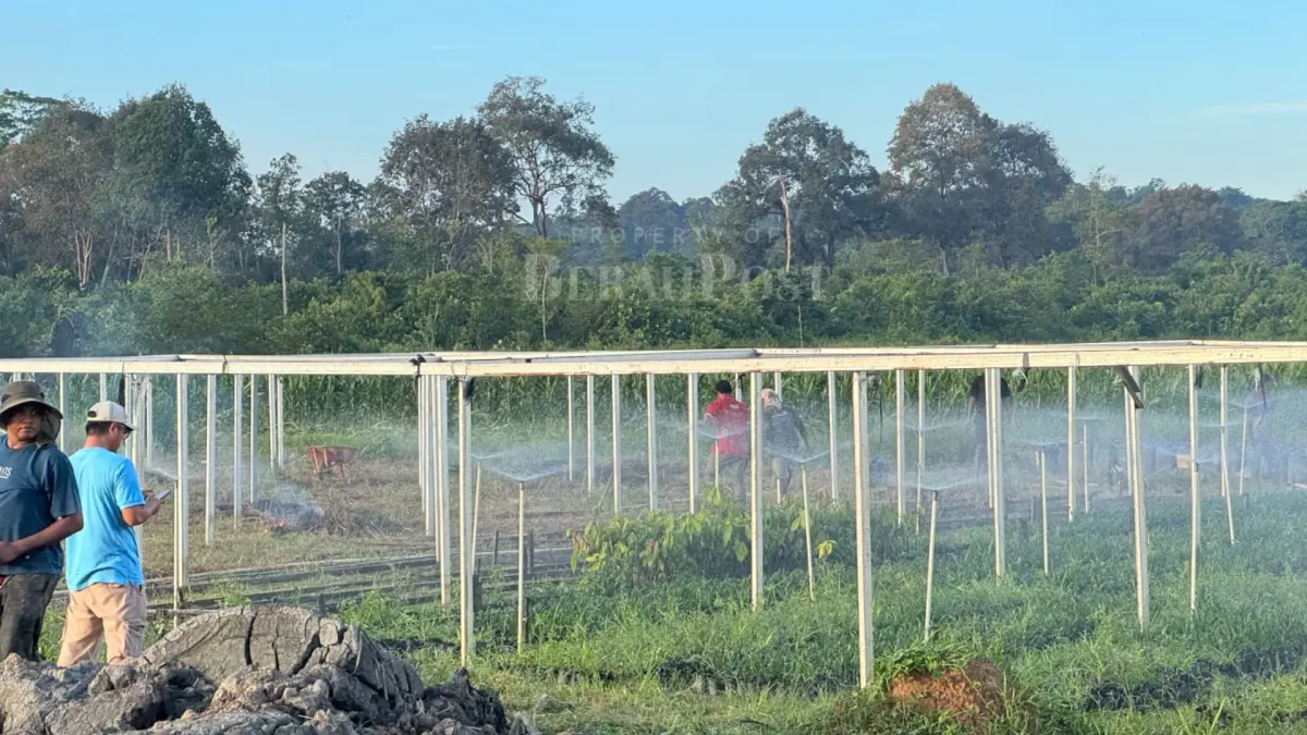 BERI PERLINDUNGAN: DTPHP Berau saat melaksanakan penanganan pengendalian hama tanaman berdasarkan laporan petani di Kampung Buyung-Buyung. (SENO/BP)