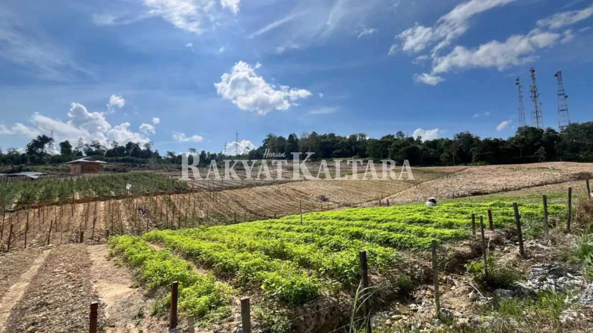 PERTANIAN: NTPR merupakan salah satu indikator untuk mengukur tingkat kemampuan atau daya beli petani perkebunan rakyat. (FAISAL/HRK)
