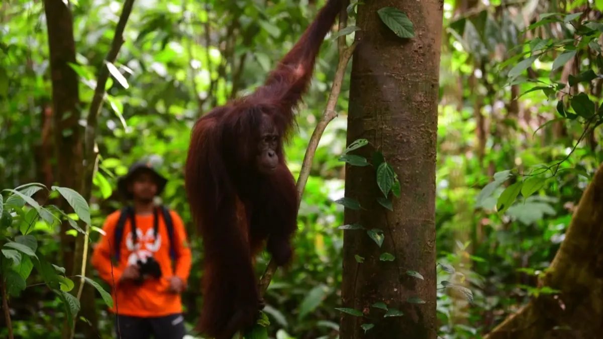 KONSERVASI: Tim melepasliarkan tiga orangutan di Hutan Lindung Gunung Batu Mesangat, Kutai Timur, Selasa (23/6). (COP UNTUK BERAU POST)