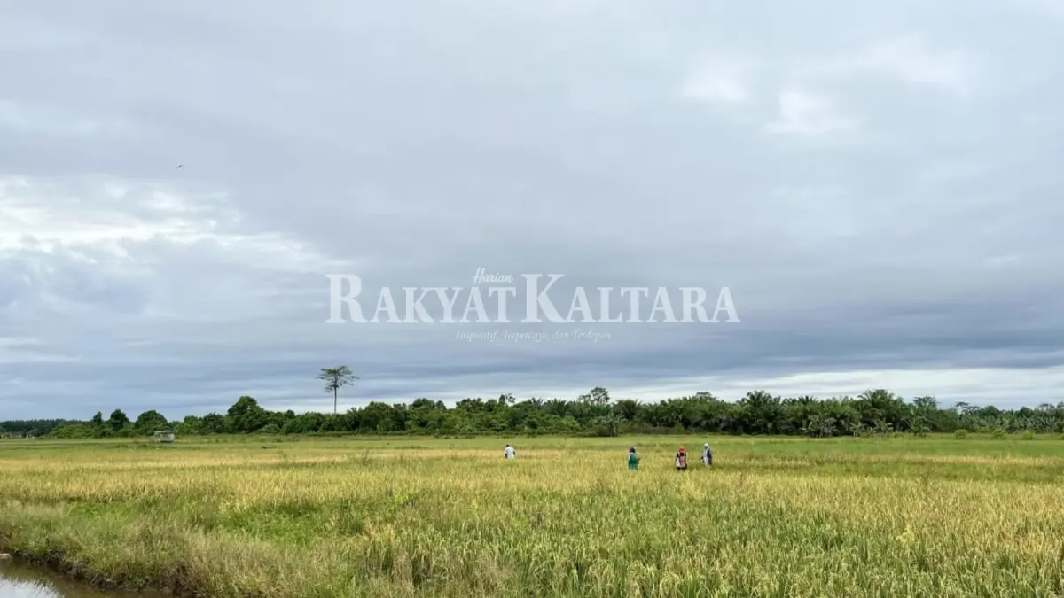 PERTANIAN: Penurunan Nilai TUkar Petani terjadi karena Indeks Harga yang Diterima Petani turun 0,19 persen. (HRK)
