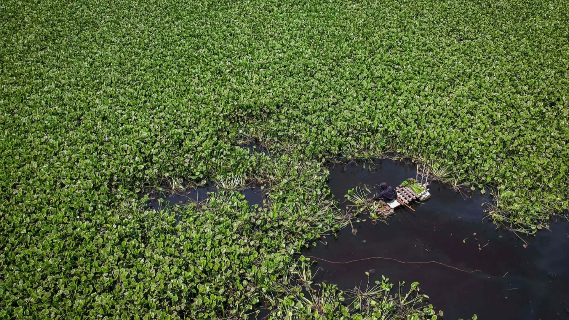 DAYA JUAL: Foto udara pekerja mengumpulkan batang tanaman eceng gondok yang menutupi setu atau waduk di Pakuhaji, Kabupaten Tangerang, Banten. (ANTARA)
