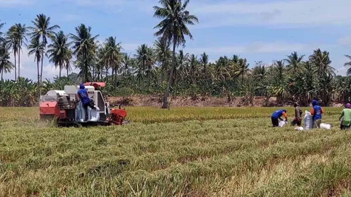 ILUSTRASI: Pemerintah pusat bakal menerapkan perubahan mekanisme penyaluran pupuk subsidi yang mulai berlaku pada 1 September 2026. (BERAU POST)