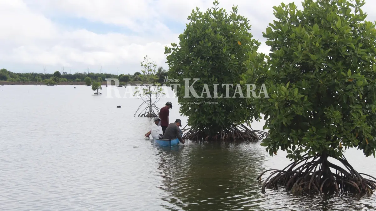 KARBON BIRU: Mangrove memiliki fungsi yang sangat strategis tidak hanya sebagai benteng alami kawasan pesisir dari abrasi dan gelombang laut. (HRK)