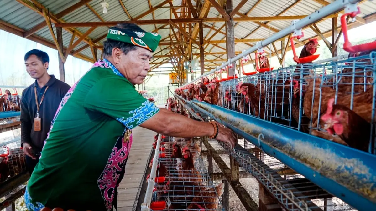 KETAHANAN PANGAN: Gubernur Kaltara Zainal A. Paliwang, saat hadiri syukuran ayam petelur milik Kelompok Tani Tunas Harapan di Desa Bumi Rahayu, Sabtu (25/7). (DKISP KALTARA)