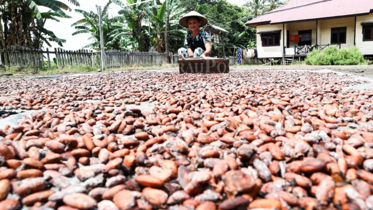 PERKUAT KAKAO: Sampai saat ini Dinas Perkebunan Berau terus berupaya untuk meningkatkan hasil kakao para petani. (ARTA KUSUMA YUNANDA/BP)