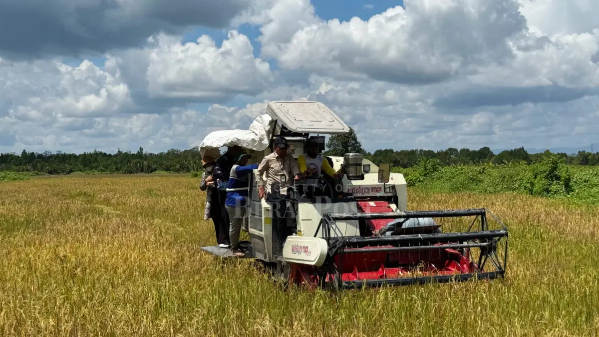 DITINJAU: Kapusdiktan BPPSDMP Kementan RI, Muhammad Amin, saat melihat proses panen perdana di lahan CSR Kampung Buyung-Buyung, Tabalar, yang merupakan panen pertama pada lahan CSR di Berau. (SENO/BP)