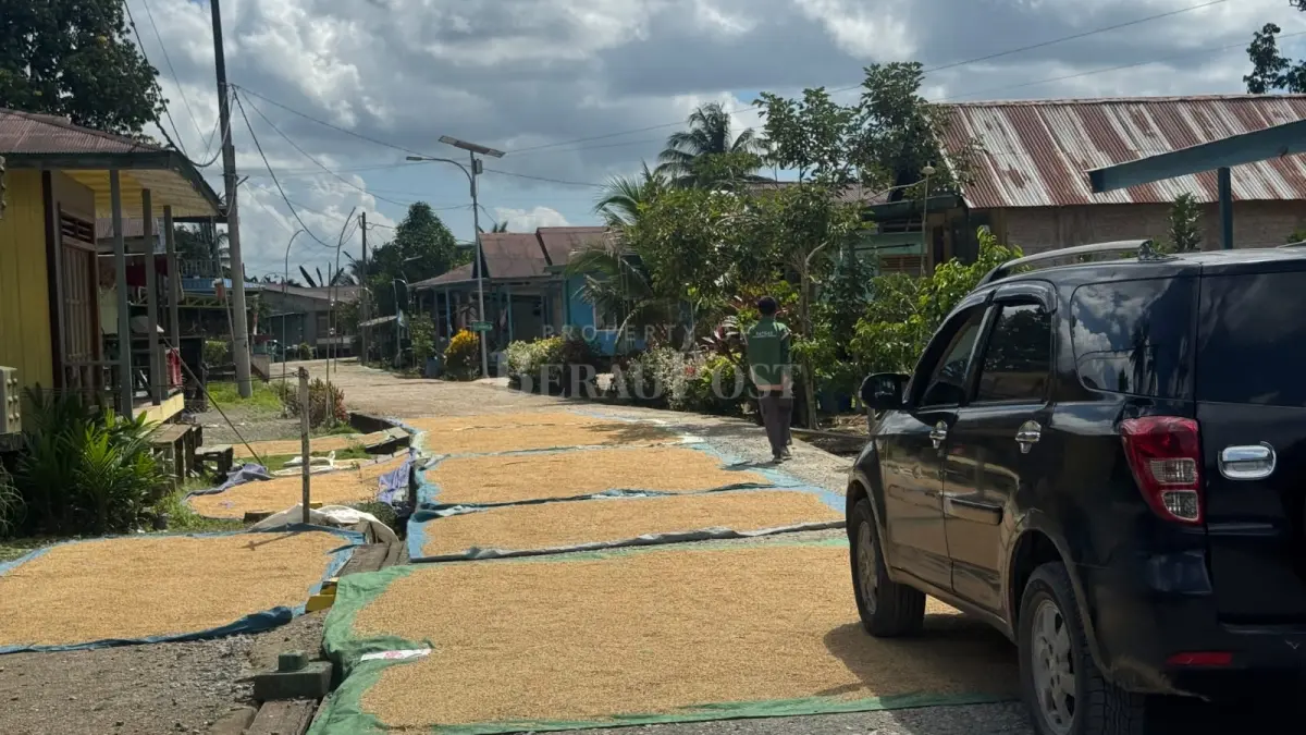 BUTUH DUKUNGAN: Untuk mendukung sektor pertanian di Kabupaten Berau, dibutuhkan alat dan sarana produksi seperti Combine Harvester hingga Dryer. (SENO/BP)