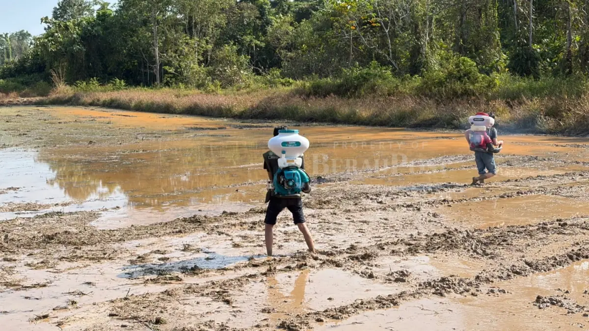 AJUKAN BANTUAN: Pemkab Berau berupaya meningkatkan kualitas beras lokal melalui dukungan sarana pertanian. (IZZA/BP)