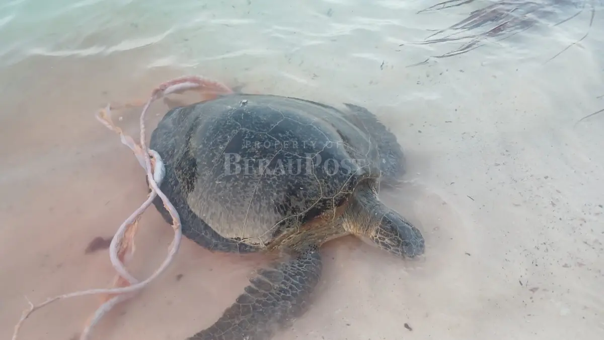 HEWAN DILINGDUNGI: Seekor penyu ditemukan mati, diduga ulah oknum yang tidak bertangungjawab. (POKMASWAS UNTUK BERAU POST)