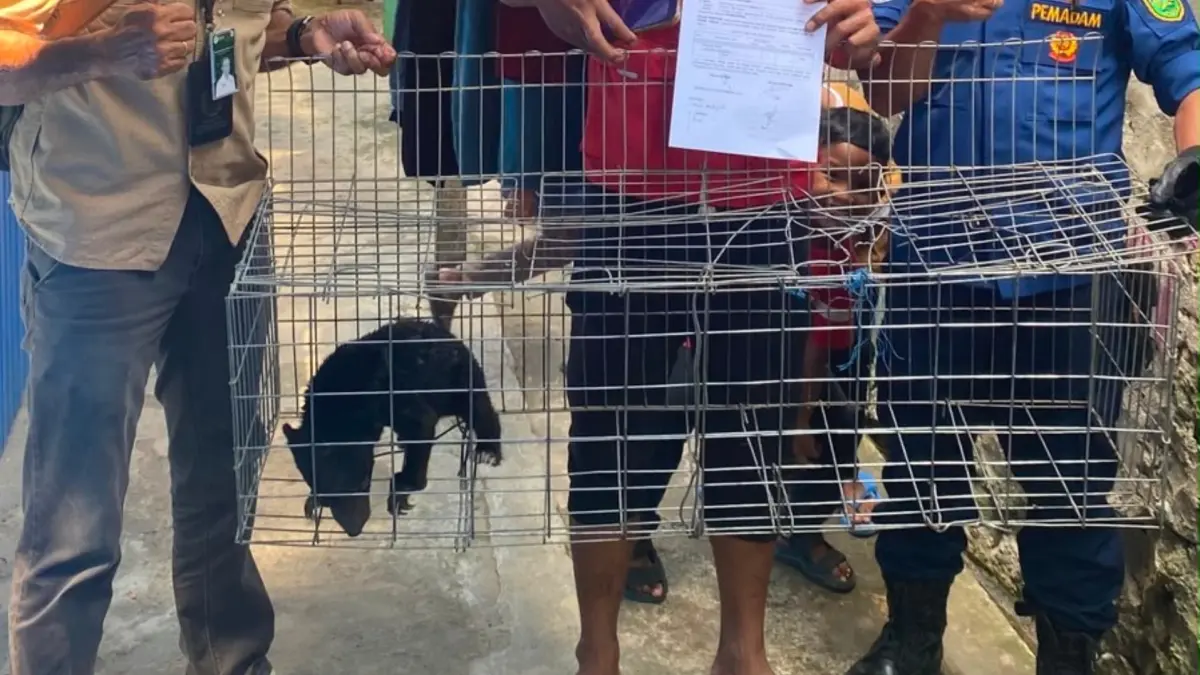DISELAMATKAN: Seekor beruang madu peliharaan warga dievakuasi BKSDA Kaltim dan Disdamkarmat Berau. (DKSDAMKARMAT BERAU UNTUK BP)