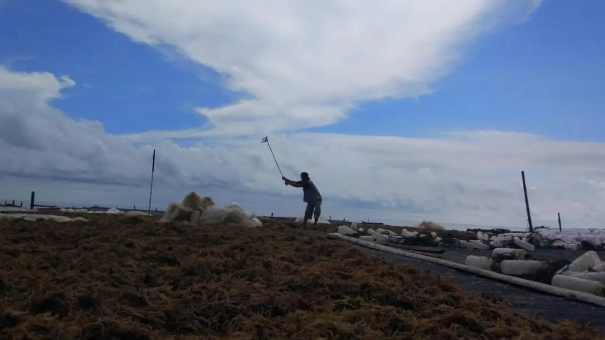POTENSI: Komoditas rumput laut dipandang sebagai peluang paling menjanjikan. (HRK)