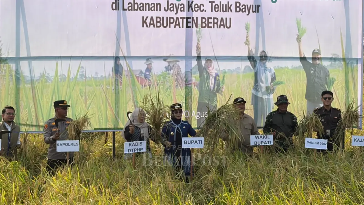 PANEN PADI: Gapoktan Labanan Jaya berhasil panen padi jenis Kolosebo di tengah cuaca kemarau panjang yang terjadi di Kabupaten Berau. (IZZA/BP)