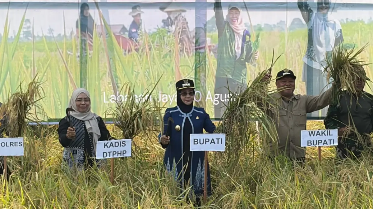 ILUSTRASI: Jadwal tanam padi di Berau diperkirakan mundur hingga awal atau pertengahan Oktober karena hujan belum turun. (IZZA/BP)
