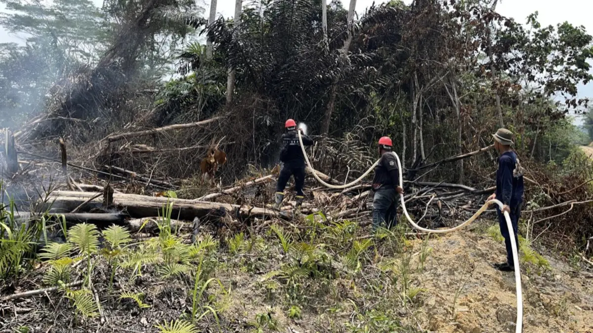 PADAMKAN API: Hutan lindung di Tarakan turut terdampak kebakaran. Pendataan sementara total luasan lahan yang telah terbakar dan berhasil dihimpun mencapai 157,51 hektare. (UPTD KPH TARAKAN UNTUK HRK)