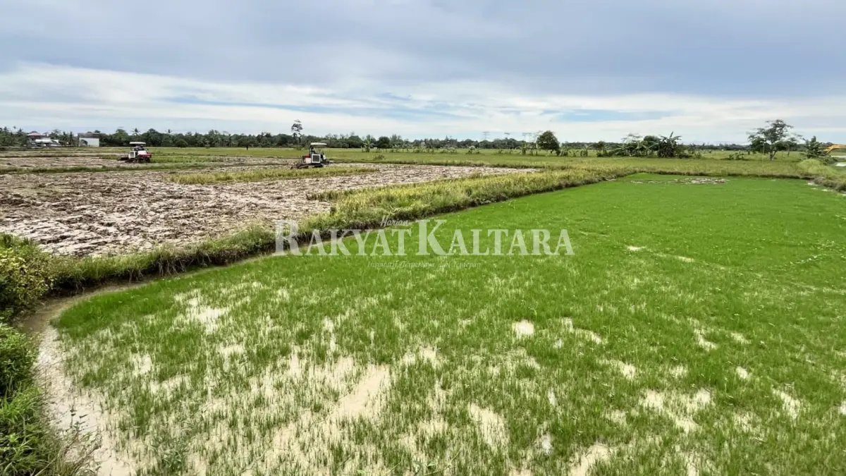 PENINGKATAN: Tanaman Pangan mencatat kenaikan NTP sebesar 0,26 persen dari 101,78 pada Juni menjadi 102,04 pada Juli 2026. (HRK)