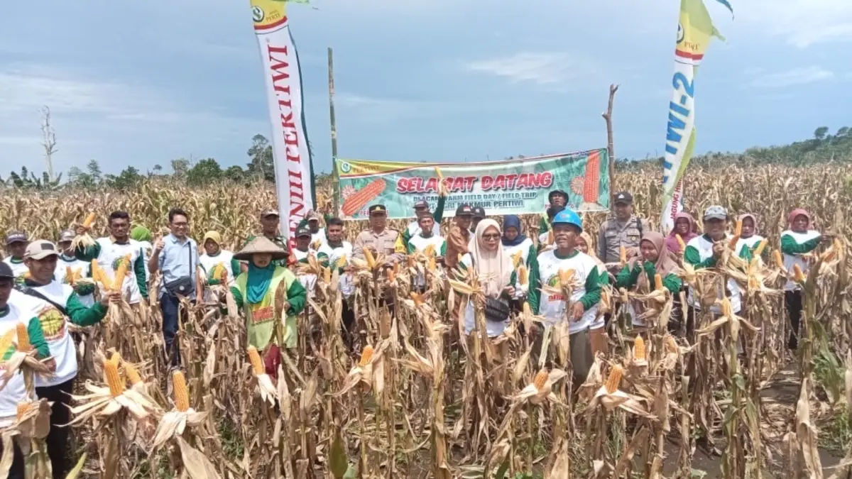 ILUSTRASI: Pengembangan jagung terus didorong sebagai salah satu upaya menjaga ketahanan pangan di Berau. (IZZA/BP)