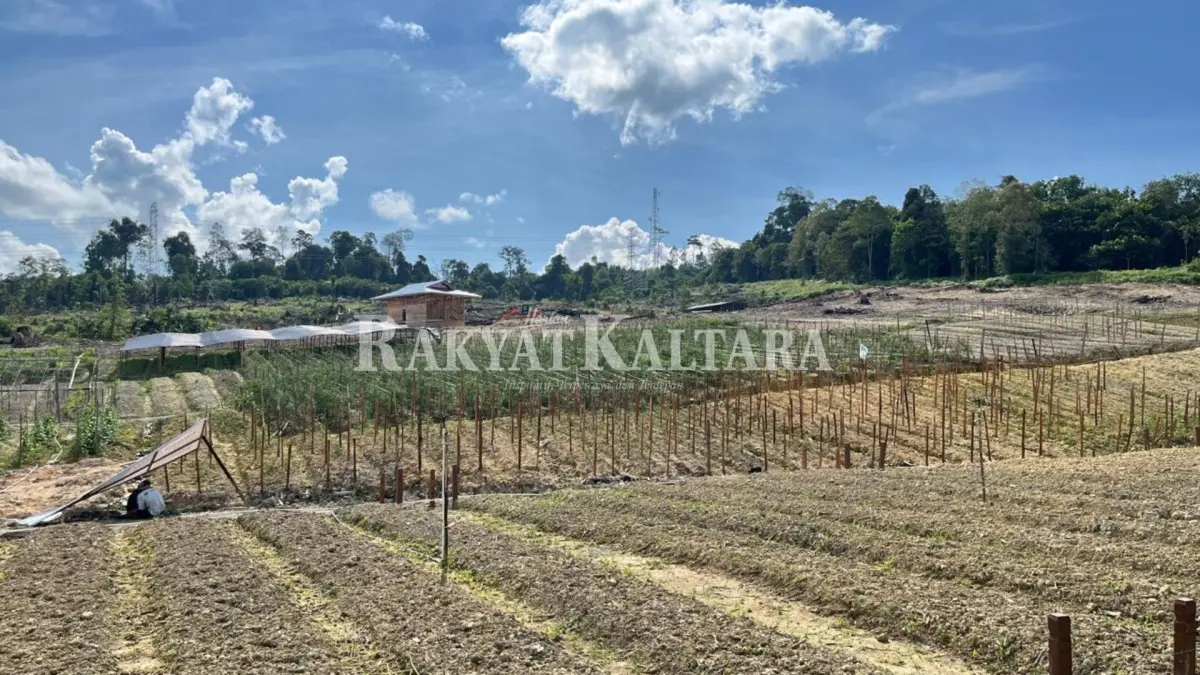PENDATAAN NTP: Kenaikan NTP Kaltara ditopang oleh tiga subsektor, salah satunya Tanaman Perkebunan Rakyat. (FAISAL/HRK)