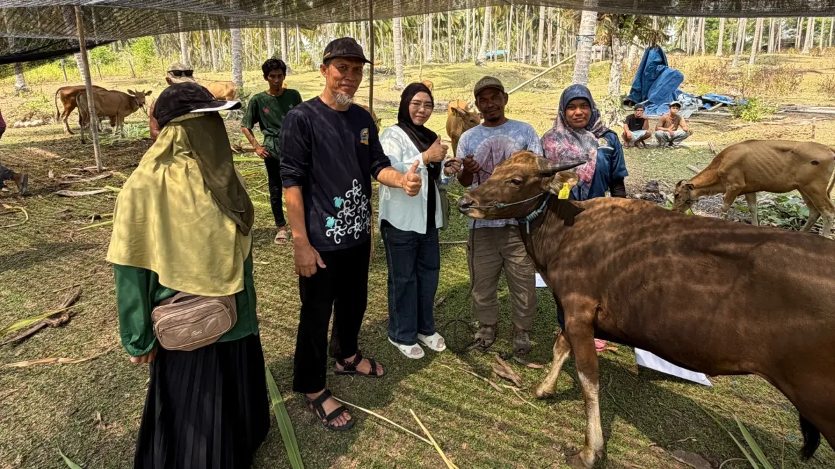 DISALURKAN: Untuk mendukung produksi sapi lokal, DTPHP Berau telah menyalurkan bantuan bibit ternak sapi di lima kampung. (DTPHP UNTUK BERAU POST)