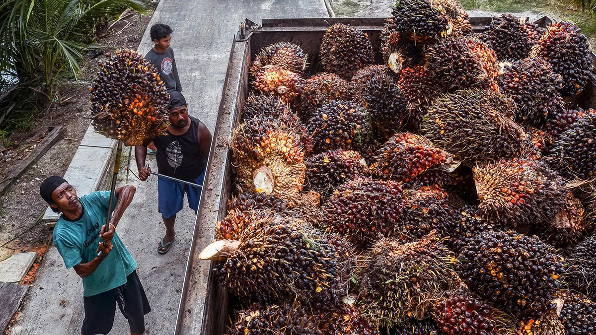 ILUSTRASI: Dinas Perkebunan Berau mendorong peningkatan produktivitas sawit melalui intensifikasi lahan dan penguatan kemitraan dengan petani. (BERAU POST)