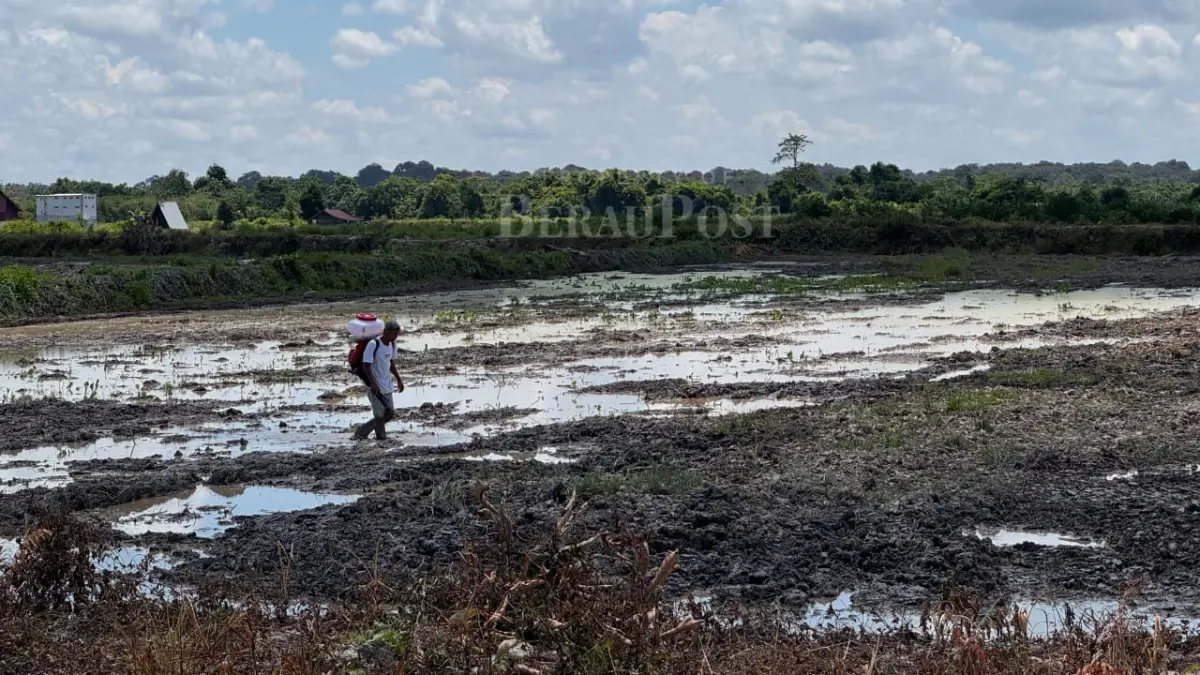PASTIKAN PENYUSUNAN: DTPHP Berau memanggil seluruh penyuluh dan pendamping pertanian untuk memastikan usulan pada penyusunan RDKK berjalan baik. (SENO/BP)