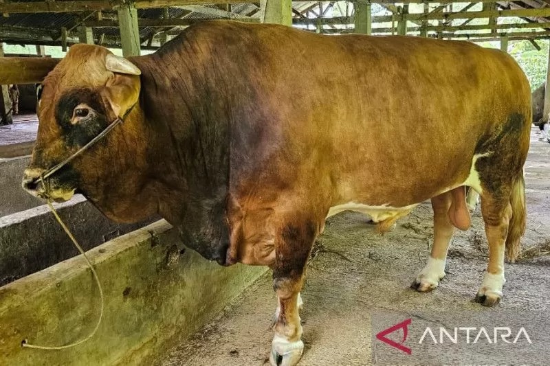 Sapi jenis Limousin Cross yang menjadi sapi kurban Presiden Joko Widodo di Sumbar.