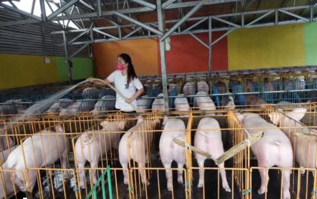 Salah satu peternakan babi di Minahasa