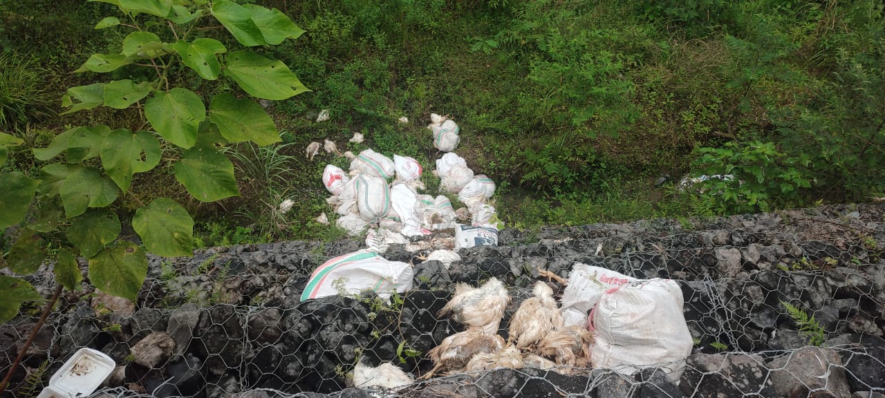 Bangkai Ayam yang dibuang di Gunung Potong Mitra