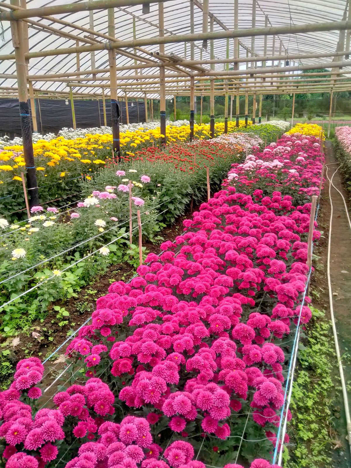 Beragam tanaman bunga di Green House Klaster Manimpayo. Foto diambil, Sabtu (4/11/2023)